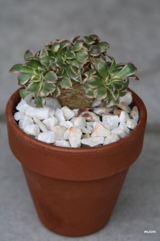sunburst cristata